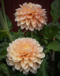 Dekorativdahlia 'Honey Dew', ca. 10-15 cm store, fyldte blomster i smørgul, abrikos og lys laksefarvet.