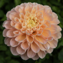 Dekorativdahlia 'Honey Dew', ca. 10-15 cm store, fyldte blomster i smørgul, abrikos og lys laksefarvet.