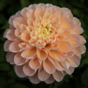 Dekorativdahlia 'Honey Dew', ca. 10-15 cm store, fyldte blomster i smørgul, abrikos og lys laksefarvet.