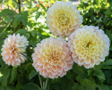 Dekorativdahlia 'Honey Dew', ca. 10-15 cm store, fyldte blomster i smørgul, abrikos og lys laksefarvet.