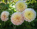 Dekorativdahlia 'Honey Dew', ca. 10-15 cm store, fyldte blomster i smørgul, abrikos og lys laksefarvet.