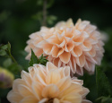Dekorativdahlia 'Honey Dew', ca. 10-15 cm store, fyldte blomster i smørgul, abrikos og lys laksefarvet.