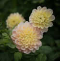 Dekorativdahlia 'Honey Dew', ca. 10-15 cm store, fyldte blomster i smørgul, abrikos og lys laksefarvet.