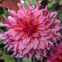Dinnerplatedahlia 'Islander', med ca. 20-25 cm store, fyldte blomster i cerise til koralfarvet med strejf af abrikos