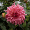 Dinnerplatedahlia 'Islander', med ca. 20-25 cm store, fyldte blomster i cerise til koralfarvet med strejf af abrikos
