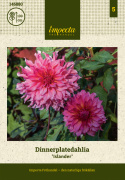 Dinnerplatedahlia 'Islander', med ca. 20-25 cm store, fyldte blomster i cerise til koralfarvet med strejf af abrikos