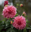 Dinnerplatedahlia 'Islander', med ca. 20-25 cm store, fyldte blomster i cerise til koralfarvet med strejf af abrikos