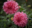 Dinnerplatedahlia 'Islander', med ca. 20-25 cm store, fyldte blomster i cerise til koralfarvet med strejf af abrikos