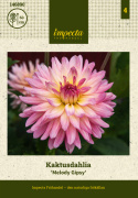 Kaktusdahlia 'Melody Gipsy', Mageløs kaktusdahlia ca. 12-15 cm store, fyldte, rosachangerende blomster med flødefarvet til citrongul midte.