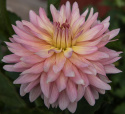 Kaktusdahlia 'Melody Gipsy', Mageløs kaktusdahlia ca. 12-15 cm store, fyldte, rosachangerende blomster med flødefarvet til citrongul midte.