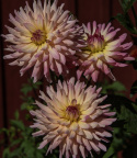 Kaktusdahlia 'Melody Gipsy', Mageløs kaktusdahlia ca. 12-15 cm store, fyldte, rosachangerende blomster med flødefarvet til citrongul midte.