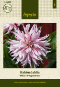 Kaktusdahlia ''Mick''s Peppermint'' 1 stk.