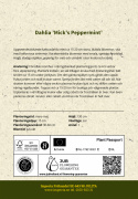 Kaktusdahlia ''Mick''s Peppermint'' 1 stk.
