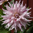 Kaktusdahlia ''Mick''s Peppermint'' 1 stk.