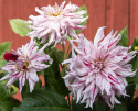 Kaktusdahlia ''Mick''s Peppermint'' 1 stk.
