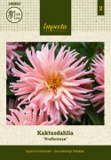 Kaktusdahlia ''Preference'' 1 stk.
