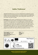 Kaktusdahlia ''Preference'' 1 stk.