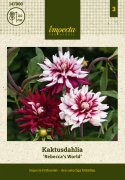 Kaktusdahlia ''Rebecca''s World'' 1 stk.