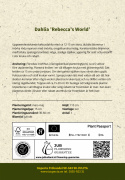 Kaktusdahlia ''Rebecca''s World'' 1 stk.
