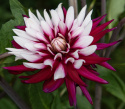 Kaktusdahlia ''Rebecca''s World'' 1 stk.