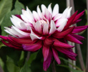 Kaktusdahlia ''Rebecca''s World'' 1 stk.