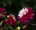 Kaktusdahlia ''Rebecca''s World'' 1 stk.