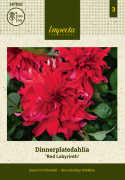 Dinnerplatedahlia 'Red Labyrinth', med ca. 20-25 cm store, fyldte blomster i strålende rødt med lysrosa underside i skøn kontrast