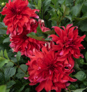 Dinnerplatedahlia 'Red Labyrinth', med ca. 20-25 cm store, fyldte blomster i strålende rødt med lysrosa underside i skøn kontrast