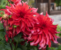 Dinnerplatedahlia 'Red Labyrinth', med ca. 20-25 cm store, fyldte blomster i strålende rødt med lysrosa underside i skøn kontrast