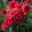 Dinnerplatedahlia 'Red Labyrinth', med ca. 20-25 cm store, fyldte blomster i strålende rødt med lysrosa underside i skøn kontrast