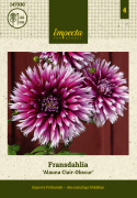 Fliget dahlia 'Alauna Clair-Obscur', ca. 10-15 cm store blomster i dybt purpurfarvet med hvide, frynsede kronbladsspidser i fin kontrast. 