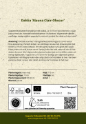Fliget dahlia 'Alauna Clair-Obscur', ca. 10-15 cm store blomster i dybt purpurfarvet med hvide, frynsede kronbladsspidser i fin kontrast. 