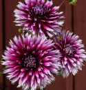 Fliget dahlia 'Alauna Clair-Obscur', ca. 10-15 cm store blomster i dybt purpurfarvet med hvide, frynsede kronbladsspidser i fin kontrast. 