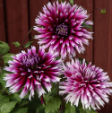 Fliget dahlia 'Alauna Clair-Obscur', ca. 10-15 cm store blomster i dybt purpurfarvet med hvide, frynsede kronbladsspidser i fin kontrast. 