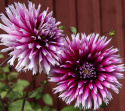 Fliget dahlia 'Alauna Clair-Obscur', ca. 10-15 cm store blomster i dybt purpurfarvet med hvide, frynsede kronbladsspidser i fin kontrast. 