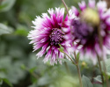 Fliget dahlia 'Alauna Clair-Obscur', ca. 10-15 cm store blomster i dybt purpurfarvet med hvide, frynsede kronbladsspidser i fin kontrast. 