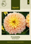 Fransdahlia ''Deep Impact'' 1 stk.