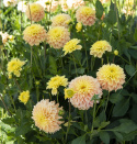 Fransdahlia ''Deep Impact'' 1 stk.