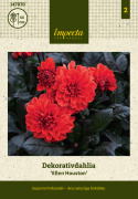 Dekorativ dahlia 'Ellen Houston', fyldte, intensivt skarlagenrøde blomster. Mørke, bronzefarvede blade og stilke. 