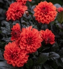 Dekorativ dahlia 'Ellen Houston', fyldte, intensivt skarlagenrøde blomster. Mørke, bronzefarvede blade og stilke. 