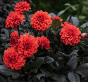 Dekorativ dahlia 'Ellen Houston', fyldte, intensivt skarlagenrøde blomster. Mørke, bronzefarvede blade og stilke. 
