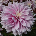 Dekorativdahlia 'Evanah', puderrosa med hvide kronblads-spidser i fin kontrast. 10-15 cm store, fyldte blomster på meget lange stilke.