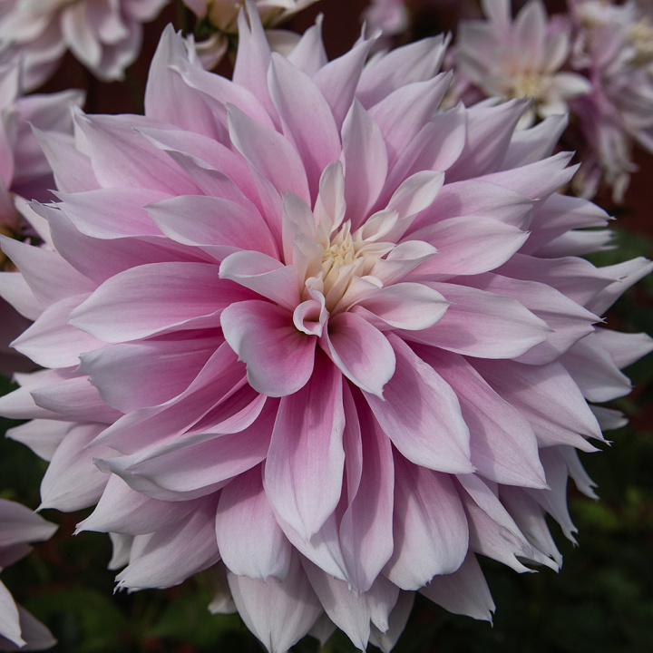 Dekorativdahlia 'Evanah', puderrosa med hvide kronblads-spidser i fin kontrast. 10-15 cm store, fyldte blomster på meget lange stilke.