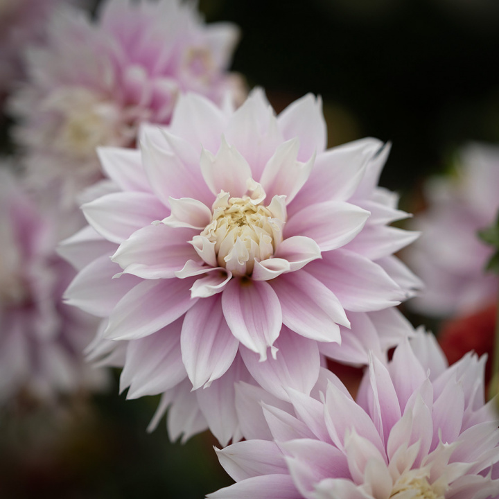 Dekorativdahlia 'Evanah', puderrosa med hvide kronblads-spidser i fin kontrast. 10-15 cm store, fyldte blomster på meget lange stilke.