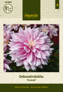 Dekorativdahlia 'Evanah', puderrosa med hvide kronblads-spidser i fin kontrast. 10-15 cm store, fyldte blomster på meget lange stilke.