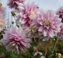 Dekorativdahlia 'Evanah', puderrosa med hvide kronblads-spidser i fin kontrast. 10-15 cm store, fyldte blomster på meget lange stilke.