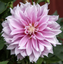 Dekorativdahlia 'Evanah', puderrosa med hvide kronblads-spidser i fin kontrast. 10-15 cm store, fyldte blomster på meget lange stilke.