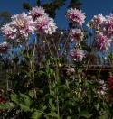 Dekorativdahlia 'Evanah', puderrosa med hvide kronblads-spidser i fin kontrast. 10-15 cm store, fyldte blomster på meget lange stilke.