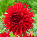 Fransdahlia ''Jaxon'' 1 stk.