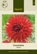 Fransdahlia ''Jaxon'' 1 stk.